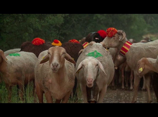 En transhumance vers le bonheur